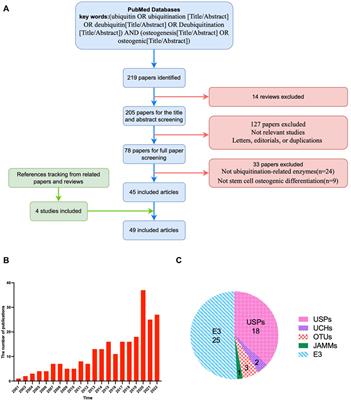 Ubiquitin modification in osteogenic differentiation and bone formation: From mechanisms to clinical significance